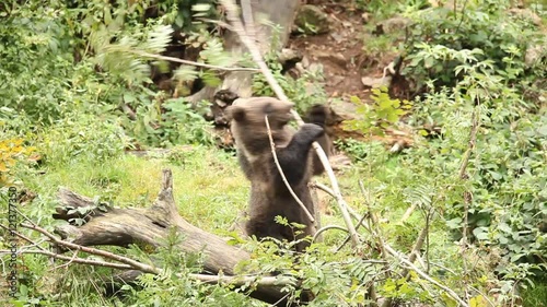 Young brown bear in the forest. Young brown playnig in the nature. Wildlife scene from nature. Brown Bears in forest at night waling in search for food, Germany photo