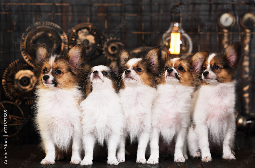five puppies on a dark background