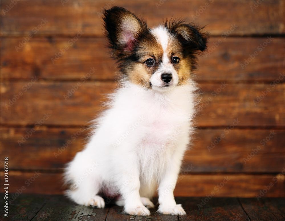 Papillon puppy portrait Papillon puppy portrait