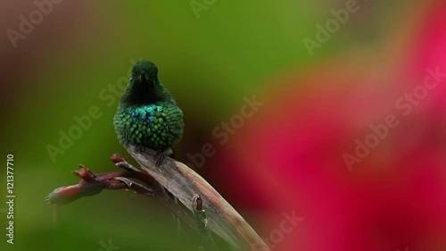Nice hummingbird Green Thorntail (Discosura conversii) with blurred pink and red flowers in background, La Paz, Costa Rica  photo