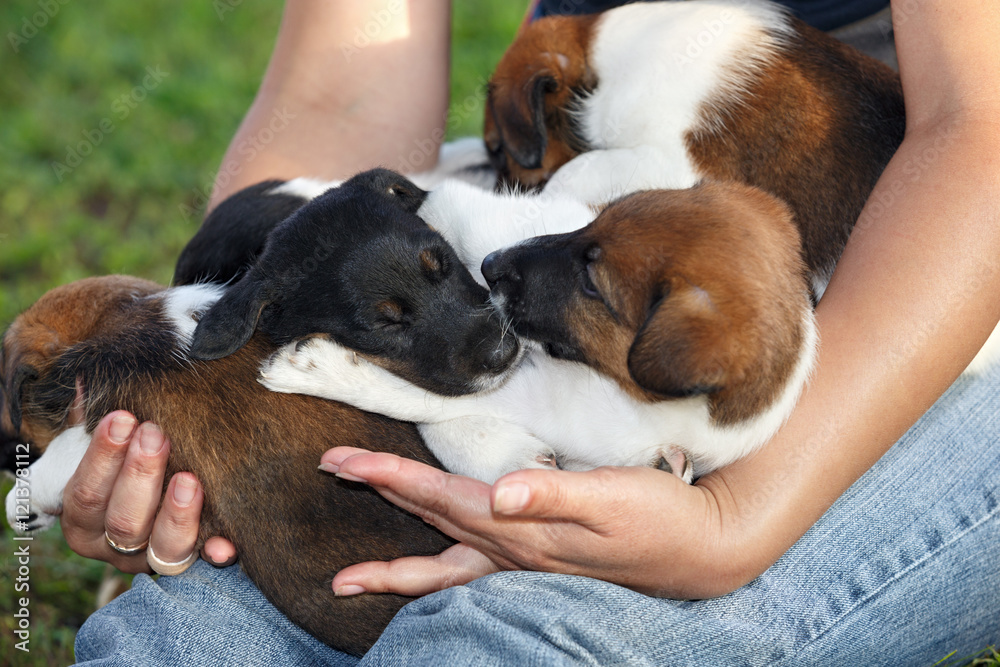 Smooth fox terrier puppies sleeping on hands of man. Family hunt