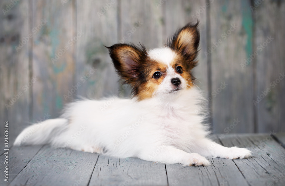 Portrait of a cute little puppy Papillon Portrait of a cute little puppy Papillon