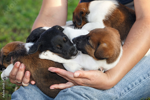 Smooth fox terrier puppies sleeping on hands of man. Family hunt