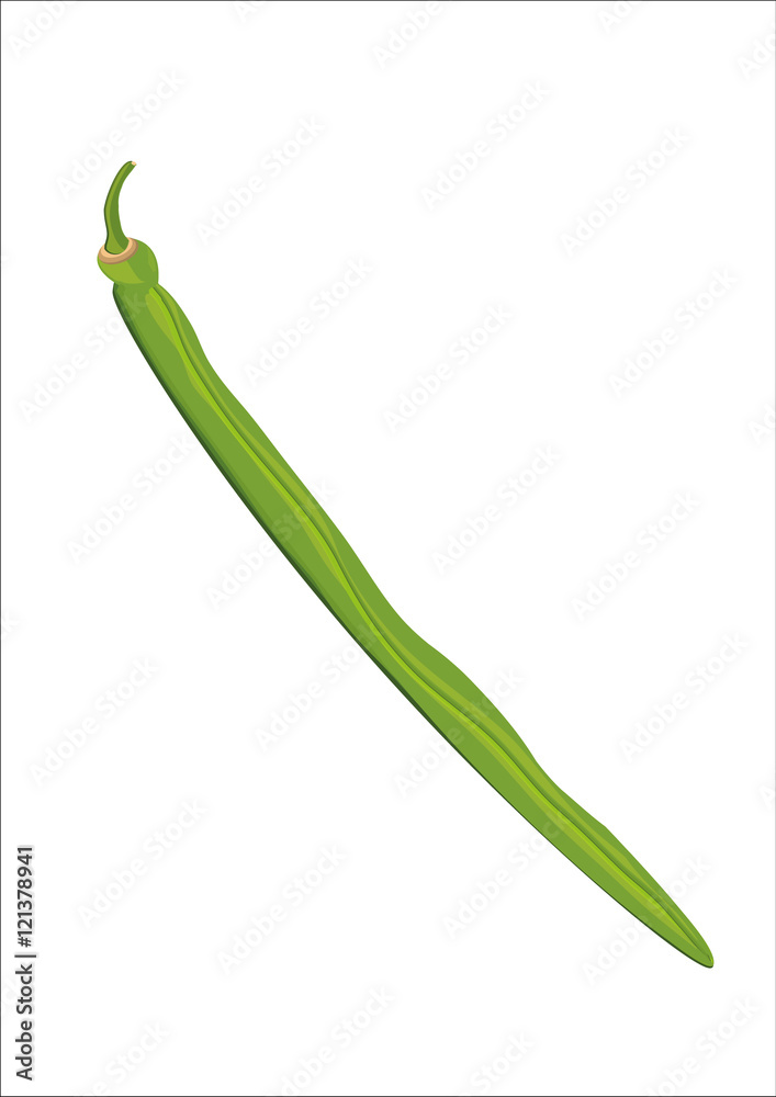 bean green illustrated bean green illustrated