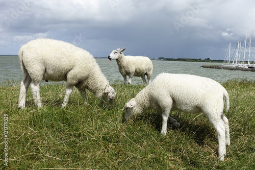 Moutons au bord de la mer