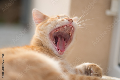 Yawning ginger cat