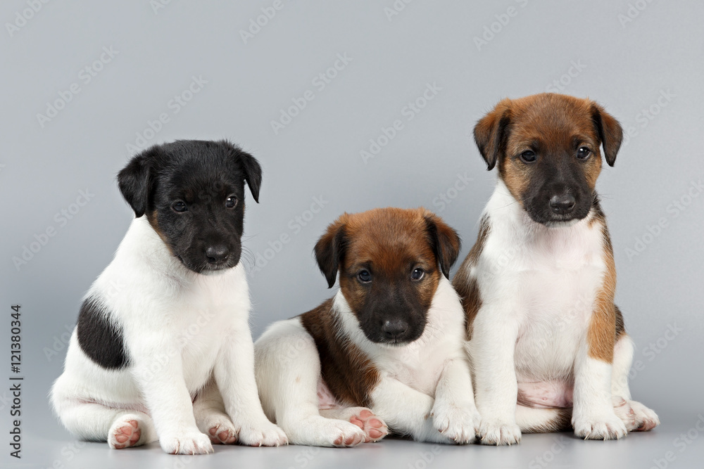 Family of purebred puppies smooth coat fox terrier, photographed
