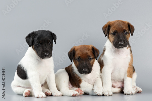 Family of purebred puppies smooth coat fox terrier  photographed