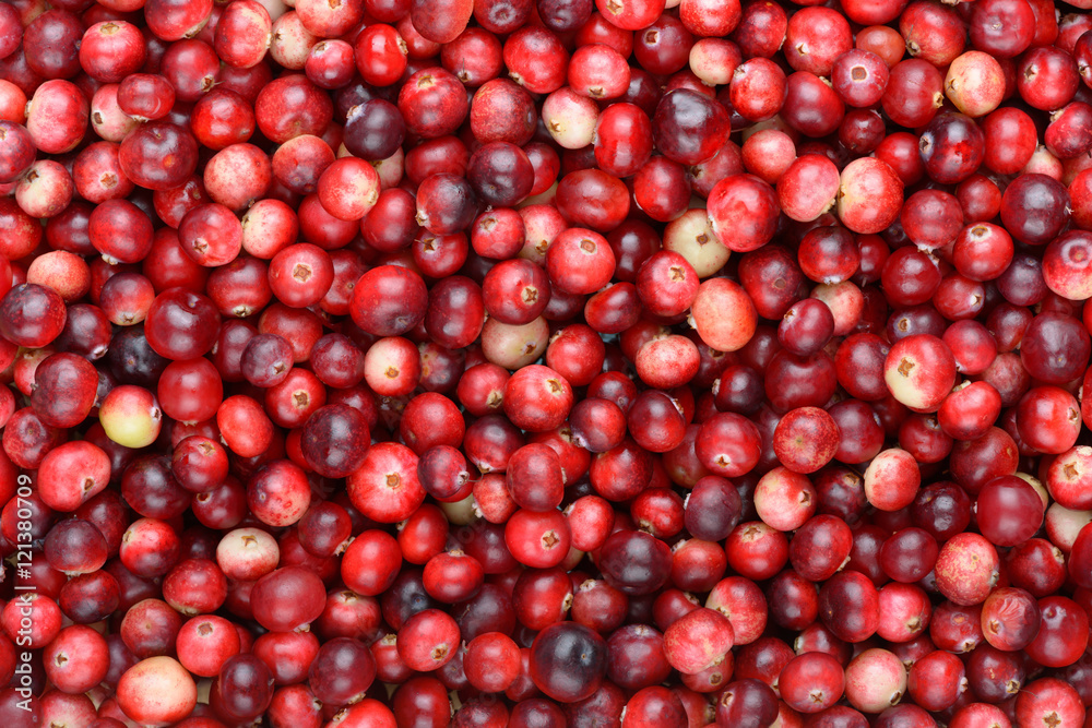 Red ripe cranberries background. Cowberry foxberry berries Red ripe cranberries background. Cowberry foxberry berries