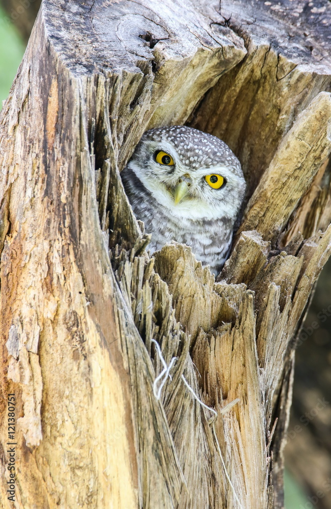 Spotted Owlet (Athene Brama) in tree hollow.