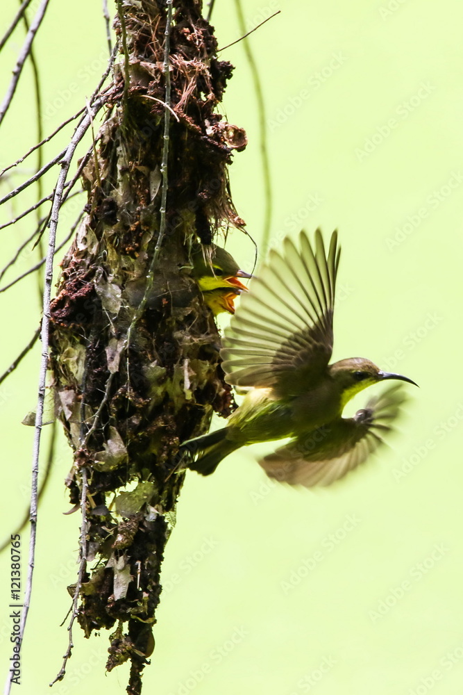 Brown-throated Sunbird (Anthreptes Malacensis) is feeding their baby in the nest.