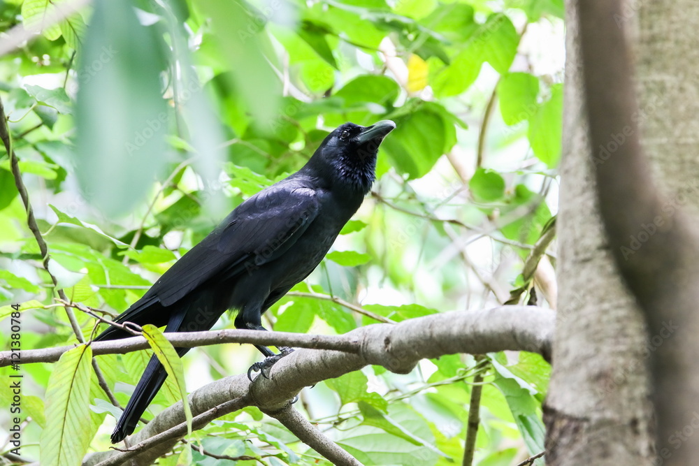 Crow on the tree