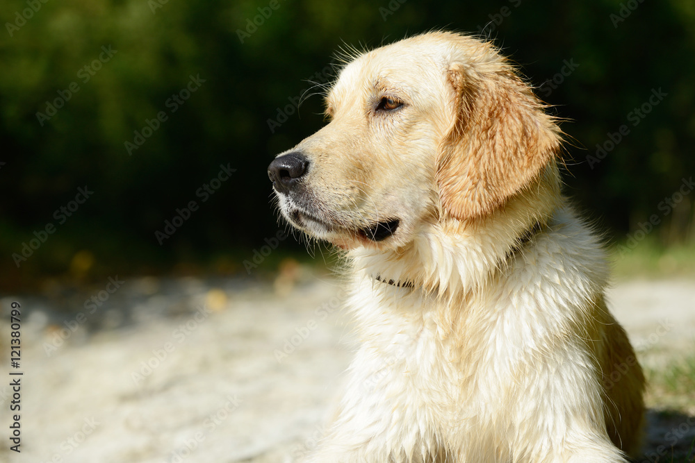 wet dog golden retriever lying and looking wet dog golden retriever lying and looking