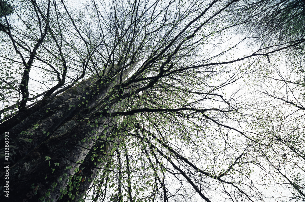 Naklejka premium Looking up through branches on a cloudy day