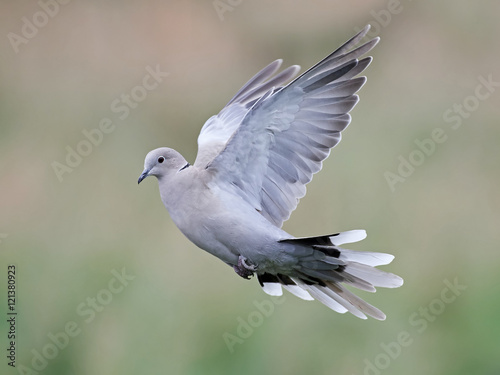 Eurasian collared dove (Streptopelia decaocto)