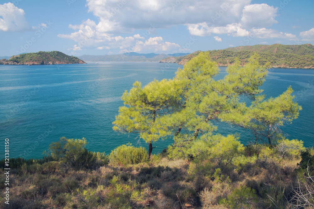 Pines on coast of gulf in Aegean Sea. Yaniklar, Mugla, Turkey