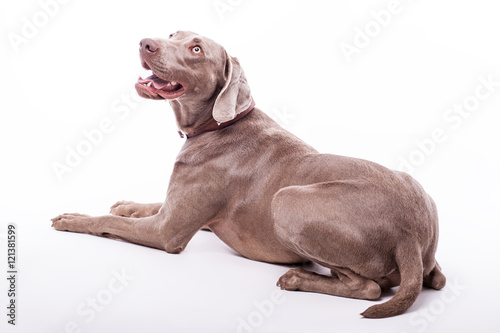 Foto Weimaraner