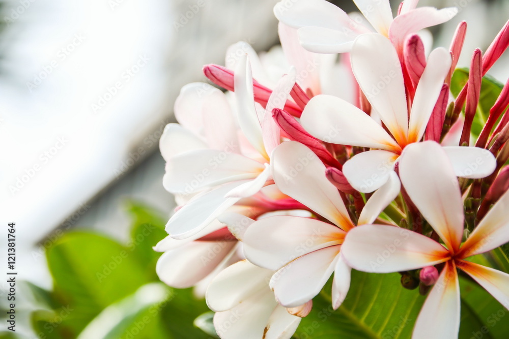 Pink Plumeria Flower