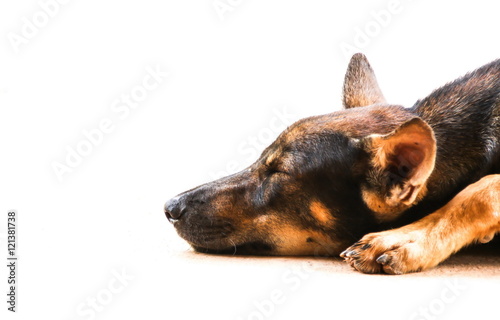 Obraz na płótnie Thai dog lying on the ground w salonie