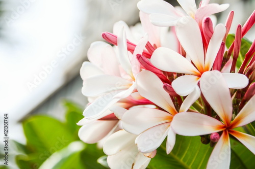 Obraz na płótnie Pink Plumeria Flower w salonie