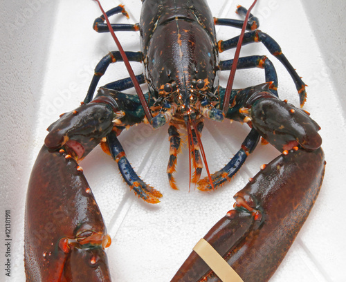 Live Lobster