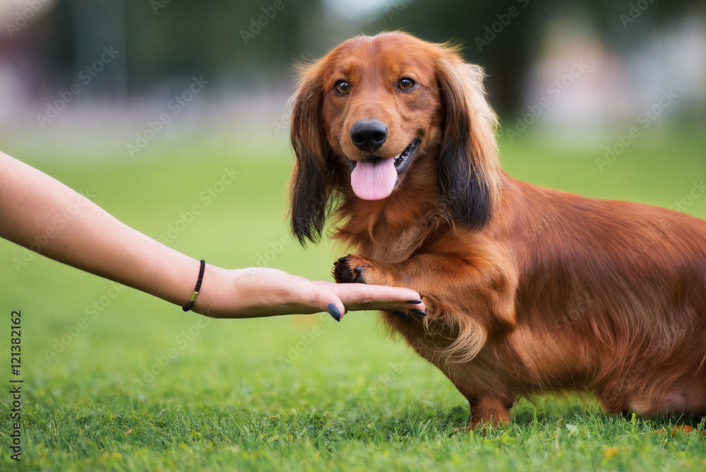 dachshund dog gives paw