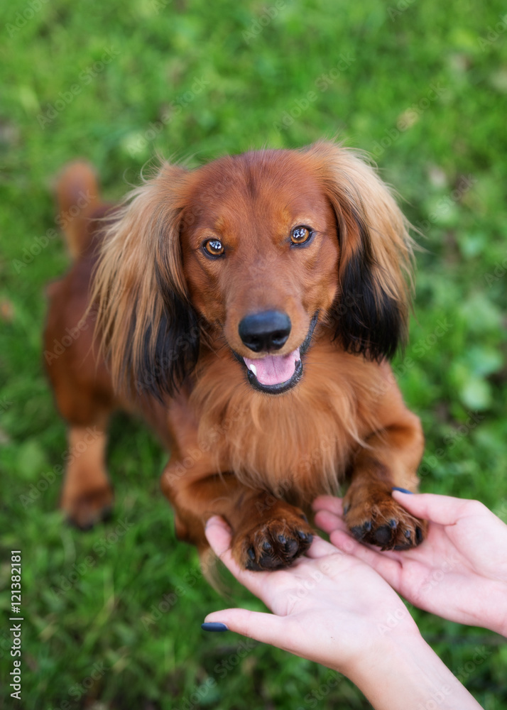 adorable dachshund dog posing outdoors