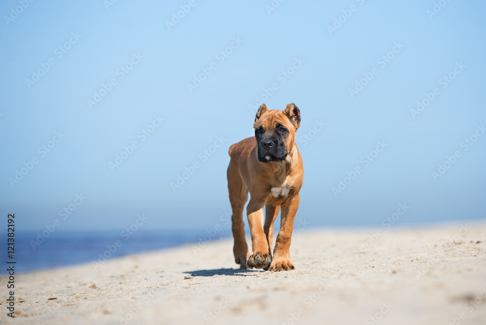 red cane corso puppy walking on a beach