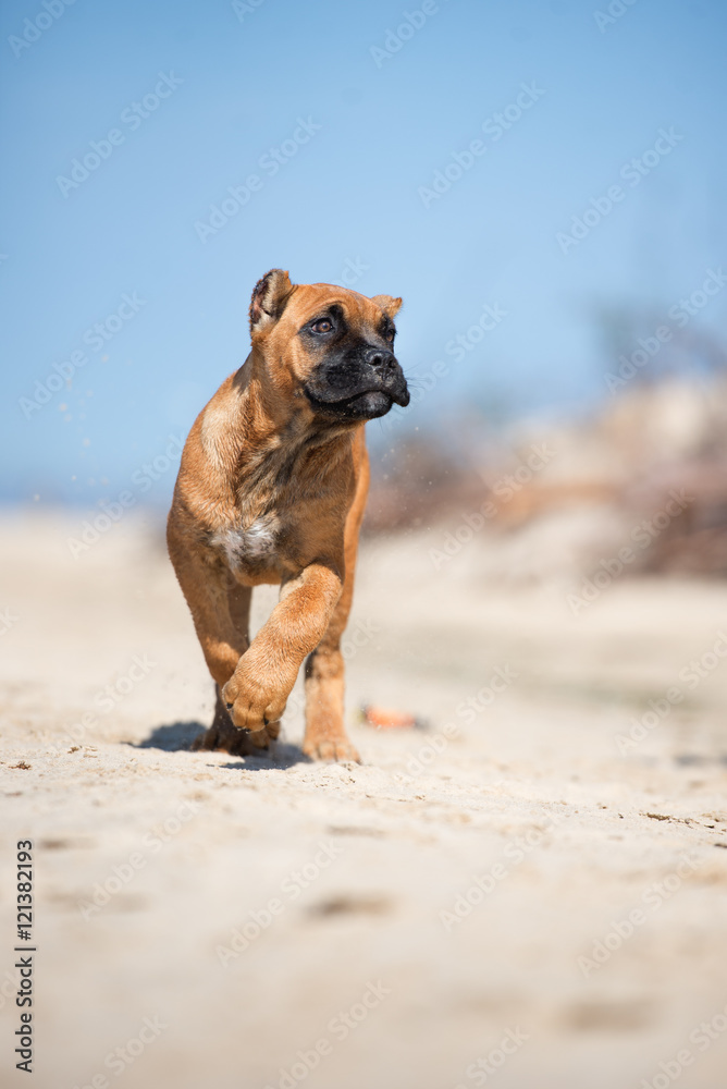 funny cane corso puppy on a beach