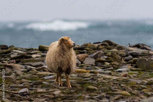 Sheep on Orkney beach