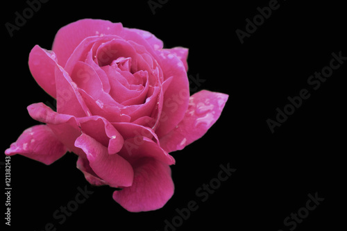 Pink rose isolated on black