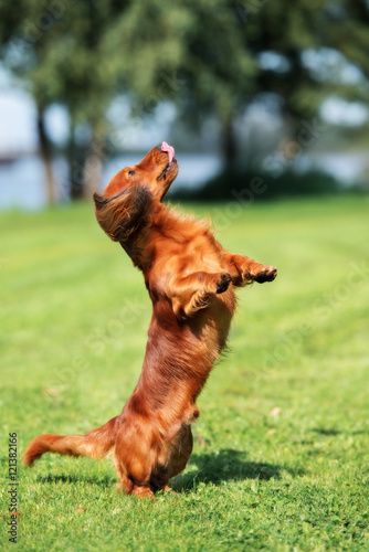 happy dachshund dog jumps up