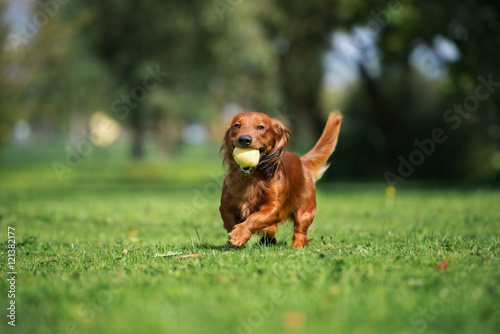 dachshund dog running outdoors