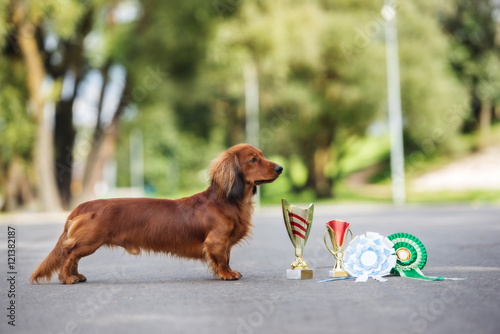 red dachshund dog posing outdoors with throphies photo