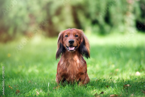 Foto happy dachshund dog posing outdoors