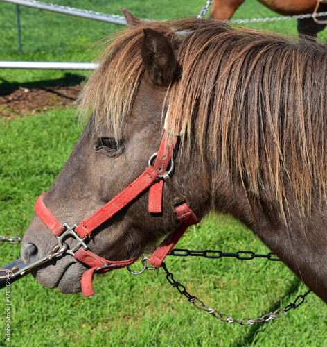 Pony at the county fair
