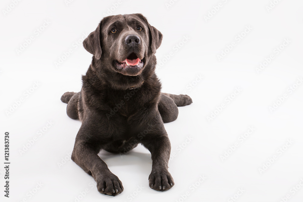 Labrador Labrador