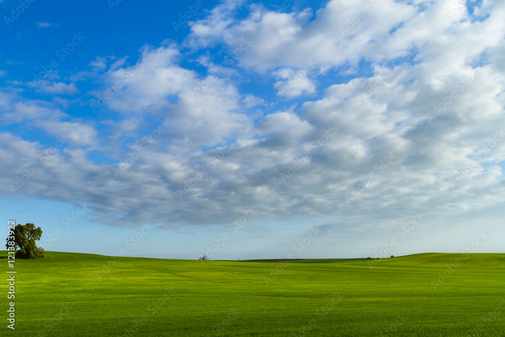 Morning in a green fields with blue sky and white clouds