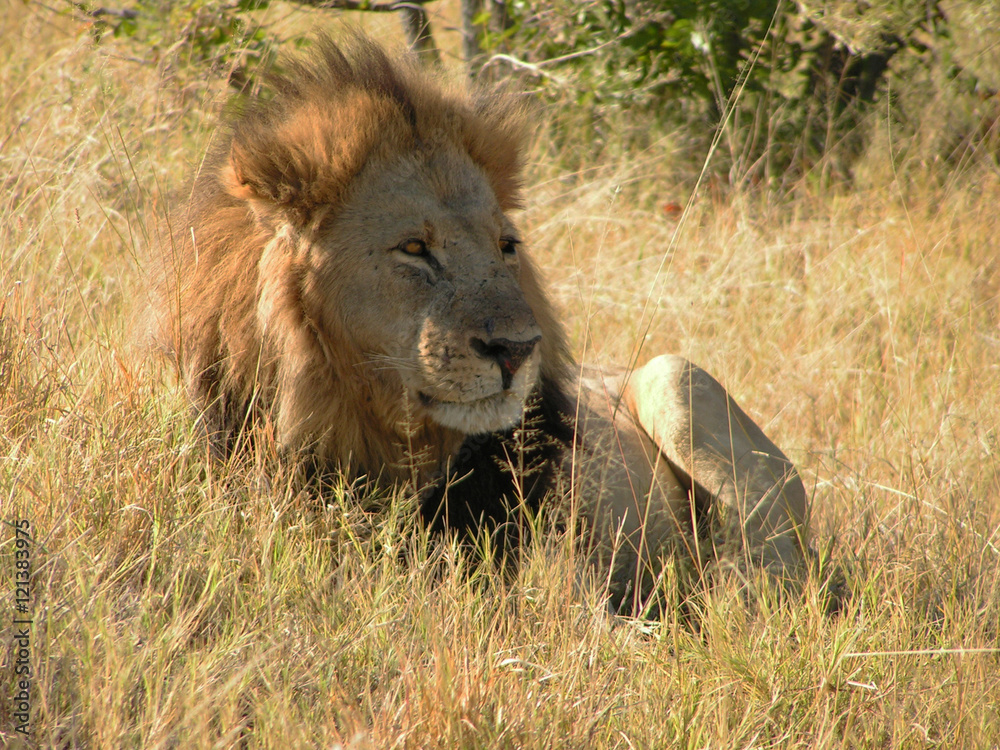 Lion Lion