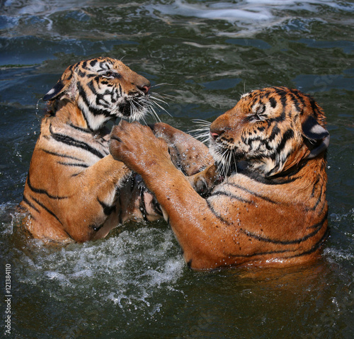 The game the young tigers in the lake  Thailand
