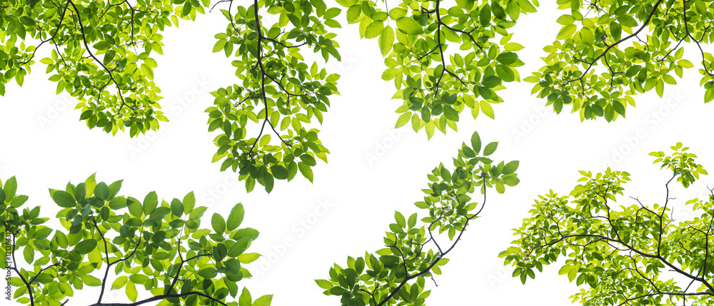 Obraz premium zestaw gałęzi z liśćmi na białym tle