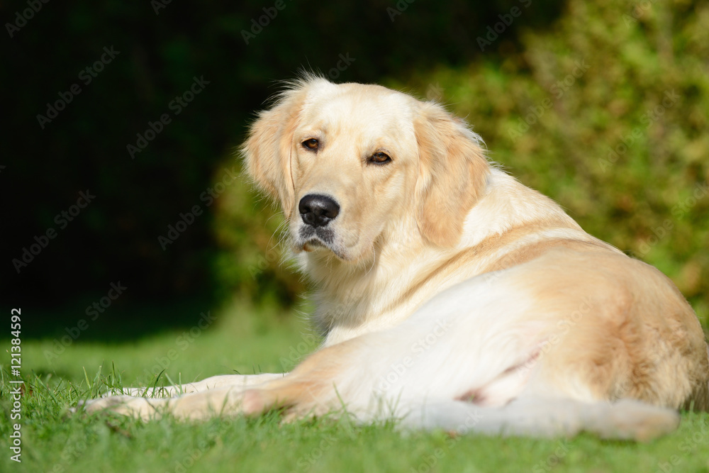 dog golden retriever lying on meadow and looking