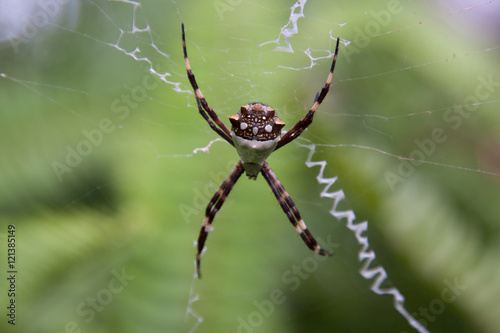 Spider on it´s Web