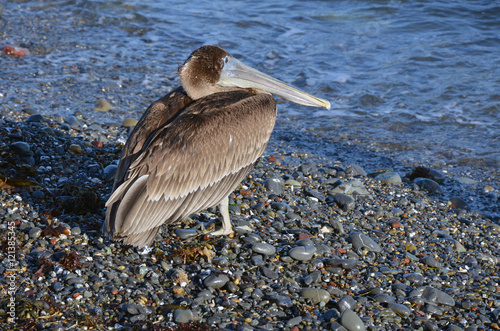 Brown pelican on beach