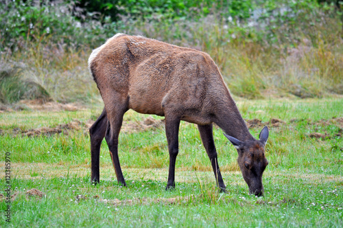 Young elk grazing in meadow