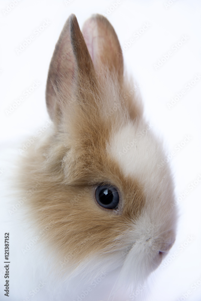 Obraz premium Rabbit portrait