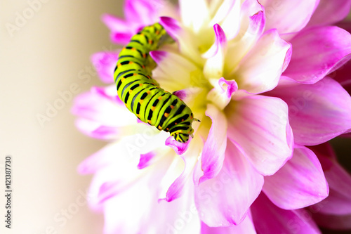 Swallowtail caterpillar on a pink Dahlia