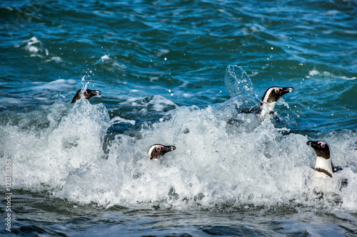 African penguins swim out of foam of the surf. African penguin ( Spheniscus demersus) also known as the jackass penguin and black-footed penguin. Boulders colony. South Africa