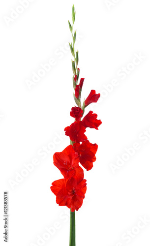 Fototapeta Naklejka Na Ścianę i Meble -  Red gladiolus isolated on white background