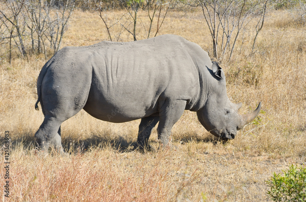 Obraz premium White rhinoceros in national park in South Africa, big five safari animals 